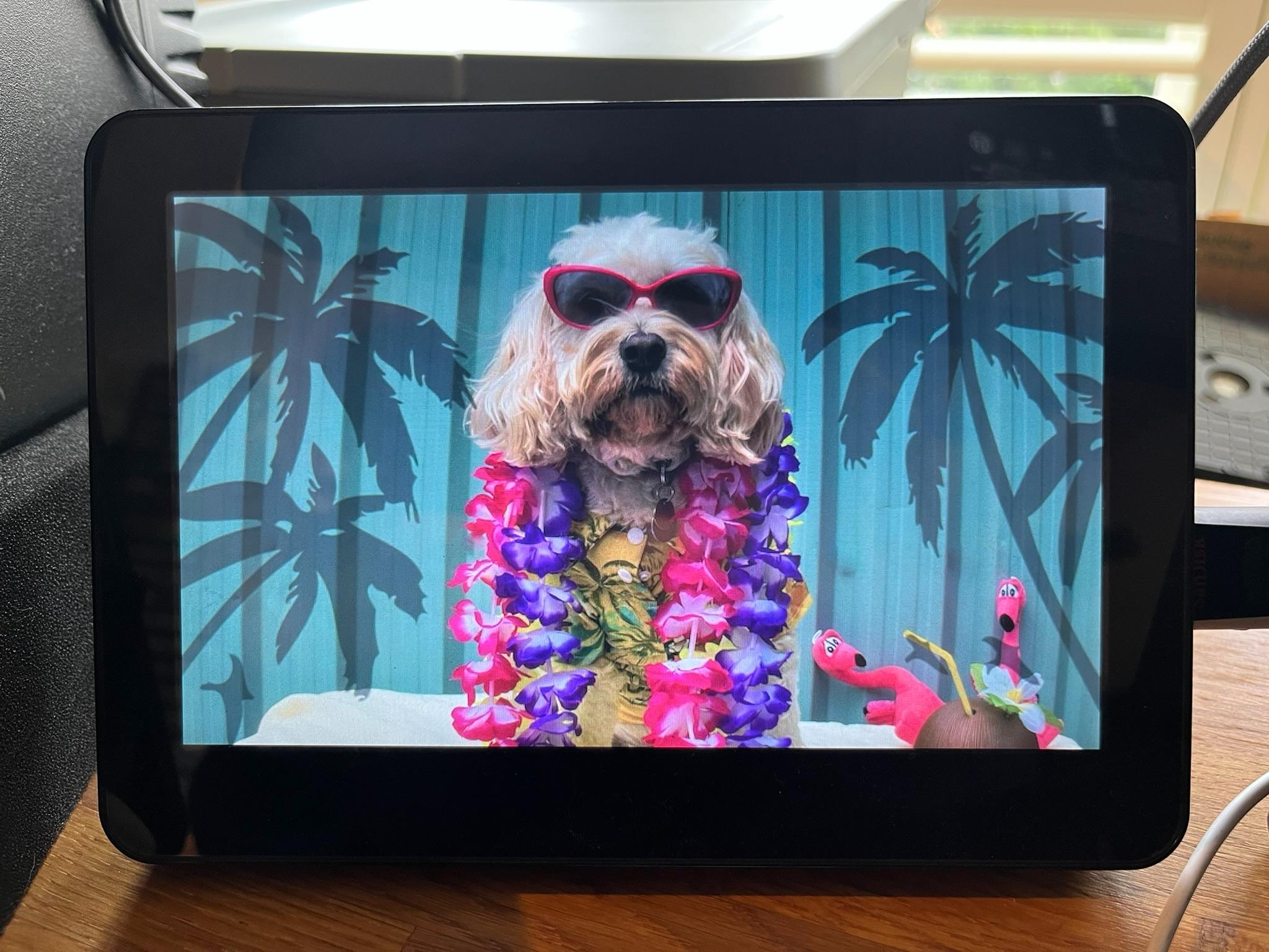 Photograph of an OpenFrame 1 showing a colourful picture of our cockapoo, Tilly, dressed in Hawaiian shirt, with flowers and sunglasses, looking cool and seeming to be unusually patient.