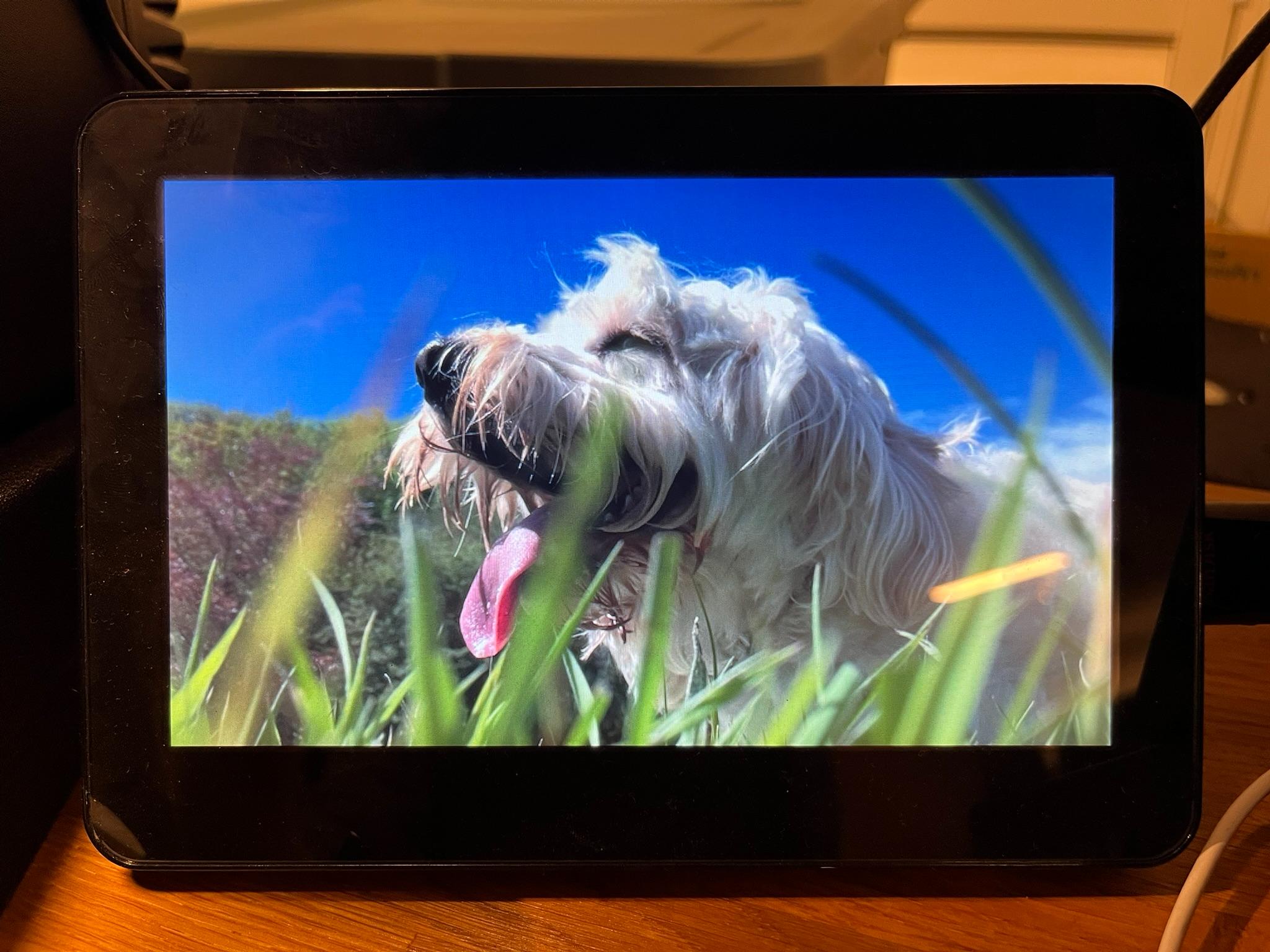 Photograph of an OpenFrame 1 showing a picture of our cockapoo, Tilly, lying down in the grass, panting after a good frisbee session. The photo is taken from a low level, with a few blades of green grass out of focus in the foreground. The sky is clear blue, her tongue is sticking out, and it looks like she has a smile on her face.